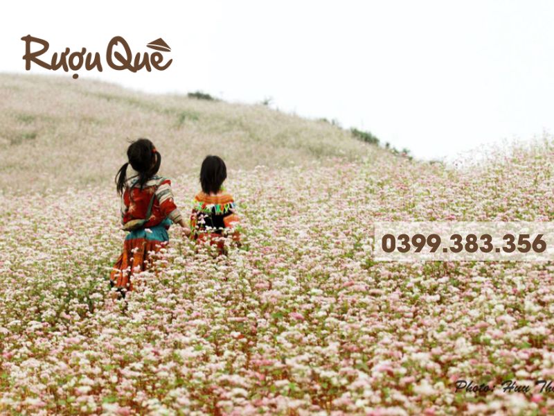 Hinh ảnh cánh đồng hoa tam giác mạch Hà Giang
