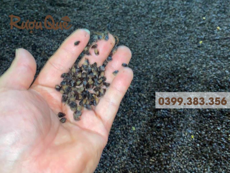 Hình ảnh hạt tam giác mạch vào men rượu