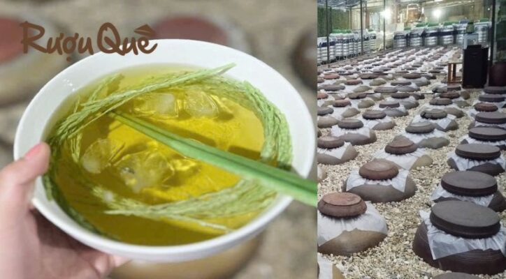 Hình ảnh địa chỉ mua rượu đòng đòng hạ thổ uy tín