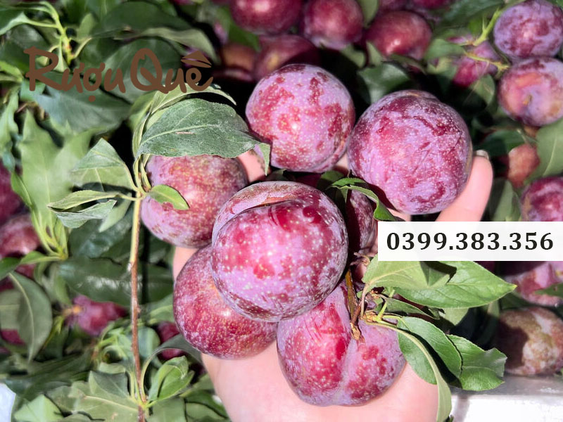 Địa chỉ mua rượu mận đỏ sapa chất lượng cao