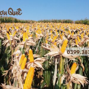 Hình ảnh ngô nếp dùng để nấu rượu ngô men lá thủ công