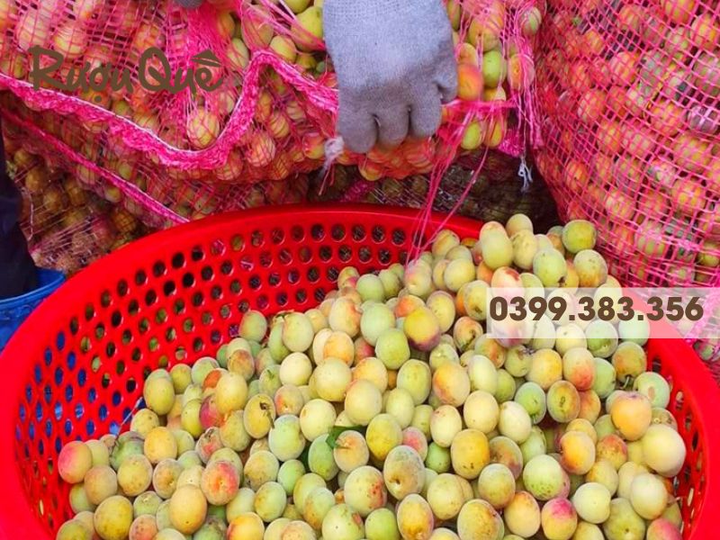 Nguồn gốc và nguyên liêu làm rượu mơ