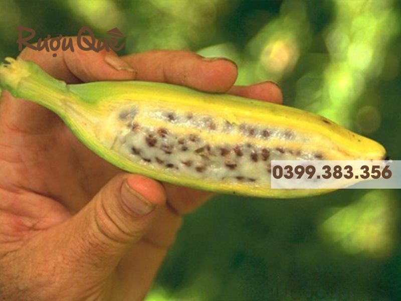 Quả chuối xanh mang rất nhiều dưỡng chất khi ngâm rượu