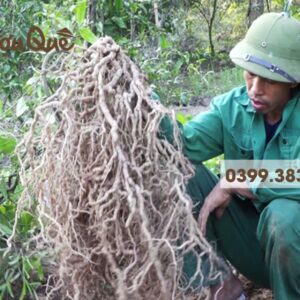 Hình ảnh rễ cây ba kích yên tử ngâm rượu