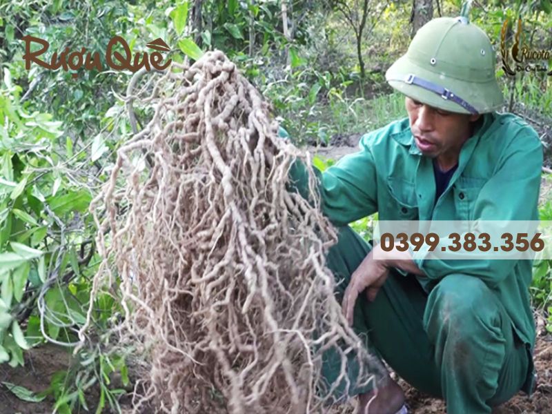 Hình ảnh rễ cây ba kích yên tử ngâm rượu
