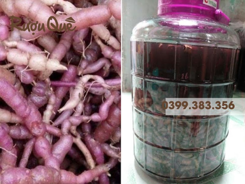 Rượu ba kích là gì