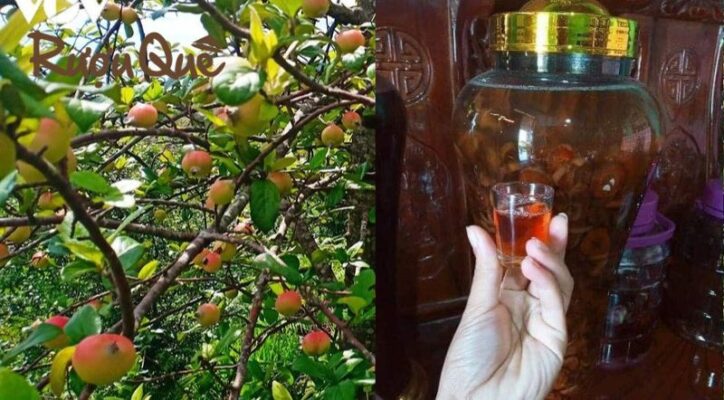 Hình ảnh rượu táo mèo có tác dụng gì