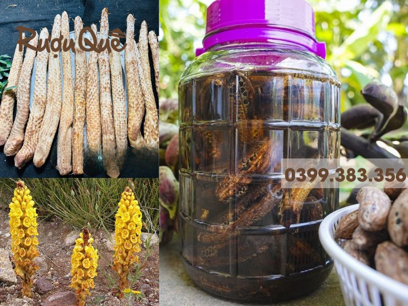 Hình ảnh hướng dẫn cách ngâm rượu chuối hột chung với nhục thung dung
