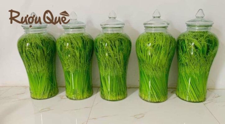 Cách ngâm rượu đòng đòng tơm ngon