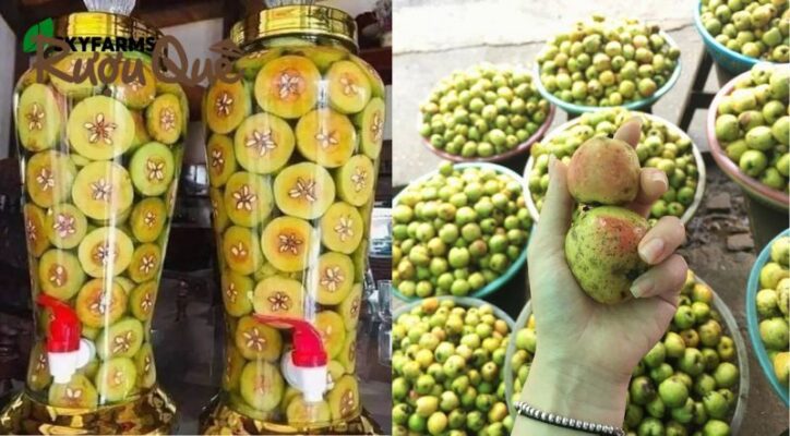 Cách ngâm rượu táo mèo tại nhà