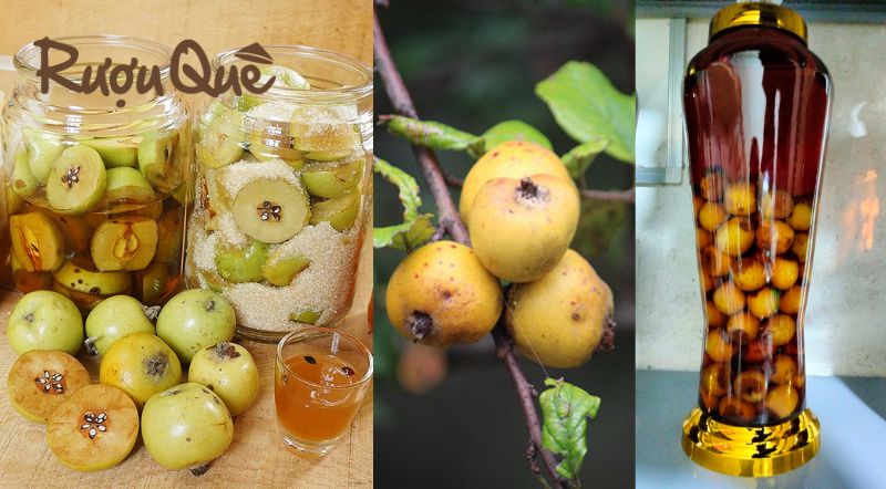 Hình ảnh cách ngâm rượu táo mèo tươi không cần đường