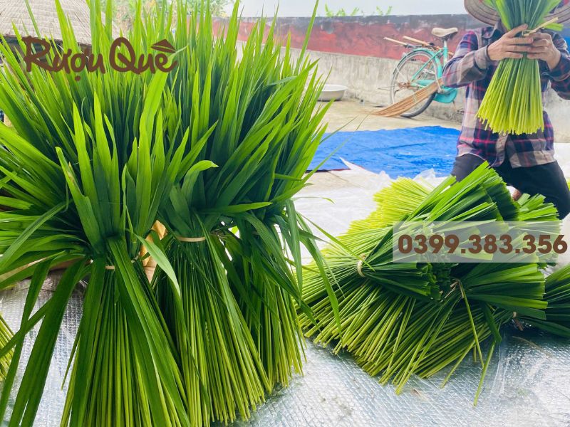 Hình ảnh đòng đòng ngâm rượu là gì?