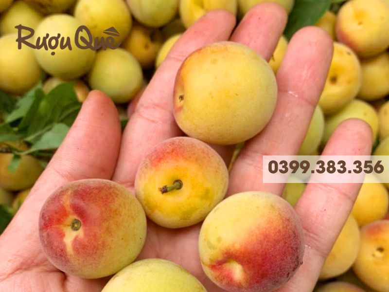 Hình ảnh mơ má đào là trái gì?