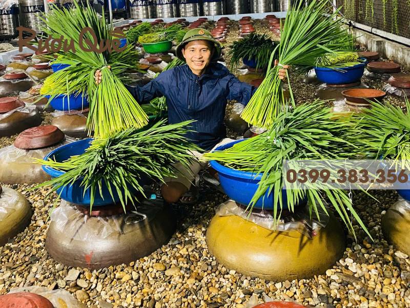 Hình ảnh mua rượu đòng đòng ở đâu Hà Nội
