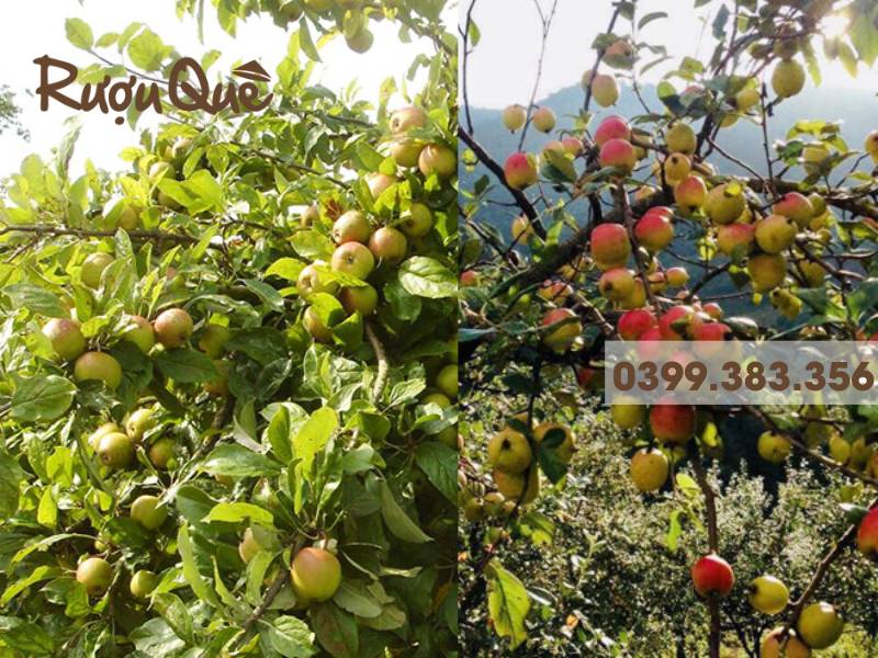 hình ảnh phân biệt táo mèo rừng táo mèo trồng