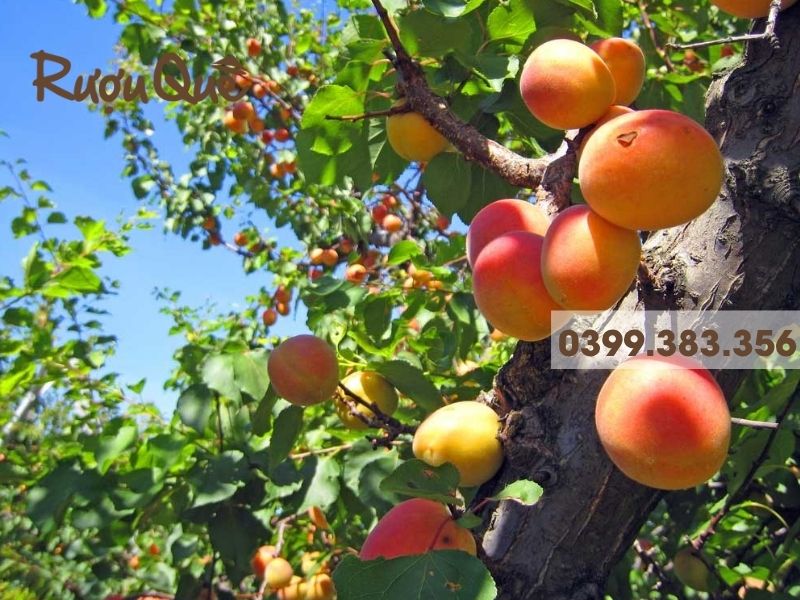 Quả mơ má đào để làm rựơu