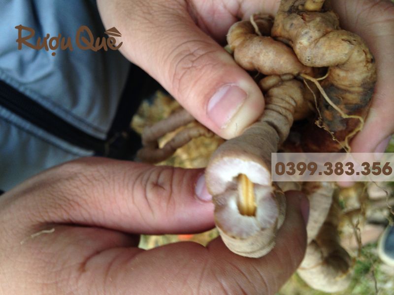 Hình ảnh rượu ba kích kỵ với rễ còn lõi khi ngâm