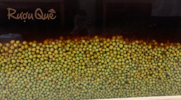 Hình ảnh rượu táo mèo ngâm lâu có tốt không?