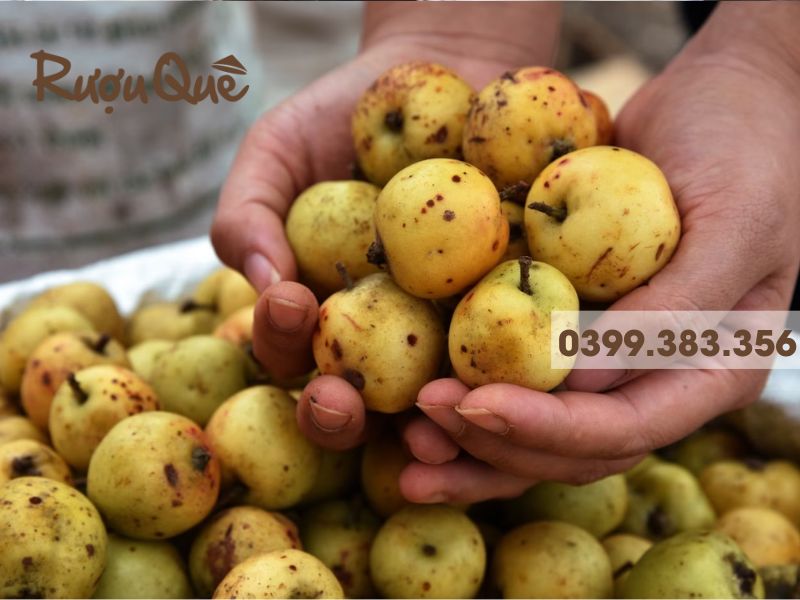 Chọn nguyên liệu táo mèo tươi ngon để ngâm