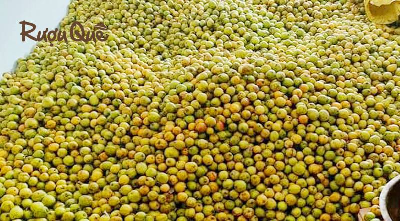 Hình ảnh táo mèo là quả sơn tra rừng Tây Bắc