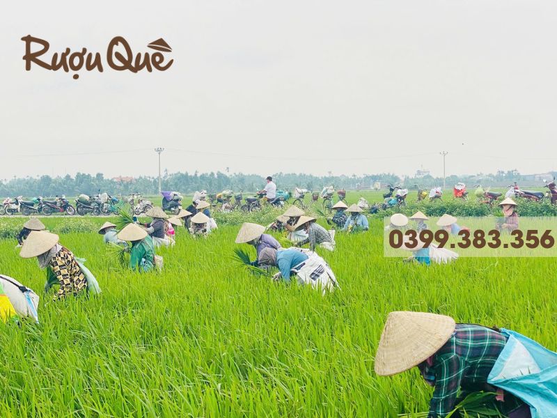 Hình ảnh thu hoạch đòng đòng ngâm rượu
