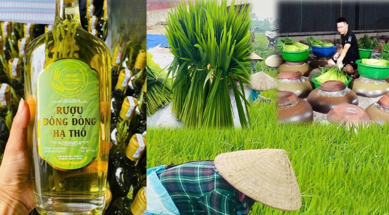 Hình ảnh tìm hiểu rượu đòng đòng hạ thổ chi tiết