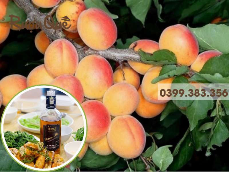 Hình ảnh địa chỉ bán sỉ rượu mơ má đào hà nội tphcm