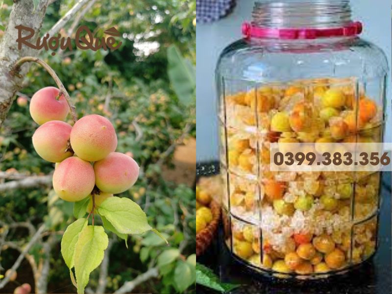 Rượu mơ má đào bao nhiêu độ là ngon nhất