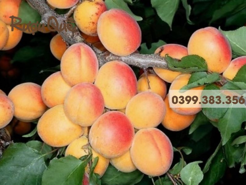Cách kiểm tra độ rượu mơ má đào
